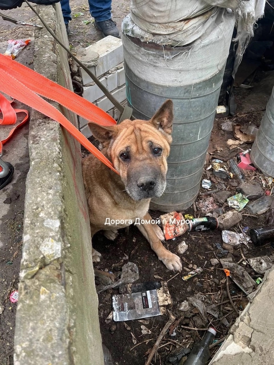 Нашли в куче мусора год назад 