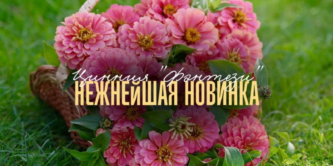 🆕 Нежнейшая новинка серии «Фэнтези» — цинния «Коралловый рассвет