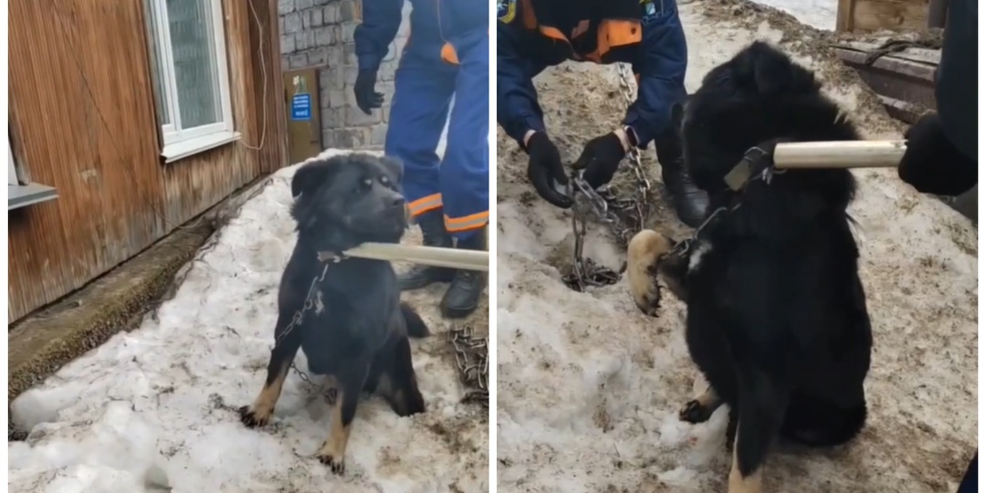 Новосибирские спасатели выручили пса — лапа «хорошего мальчика» застряла в карабине цепи