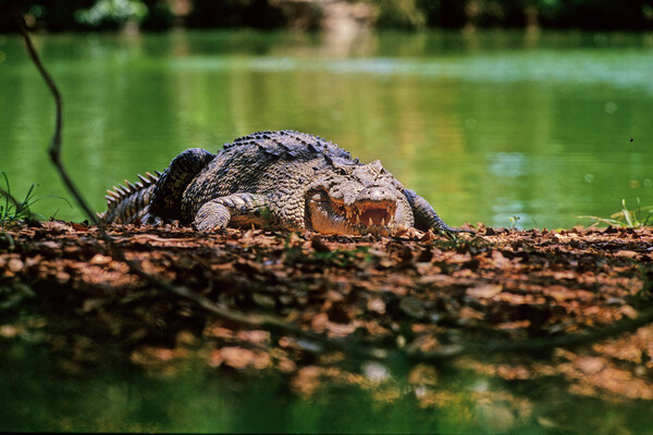 Roberto Dani/Shutterstock/FOTODOM   📷
