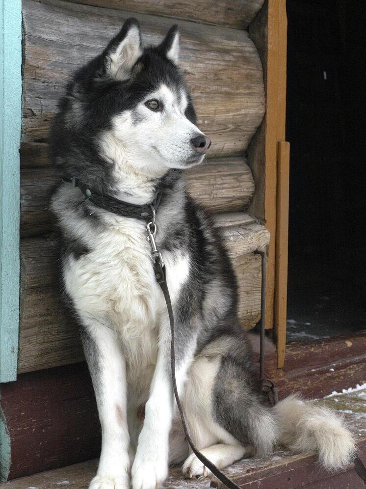   Александр Корнющенко