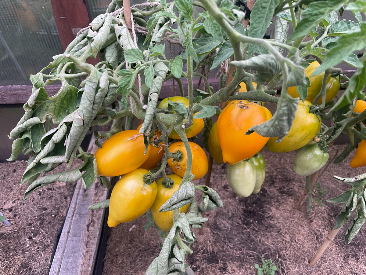 Выглядело примерно так.