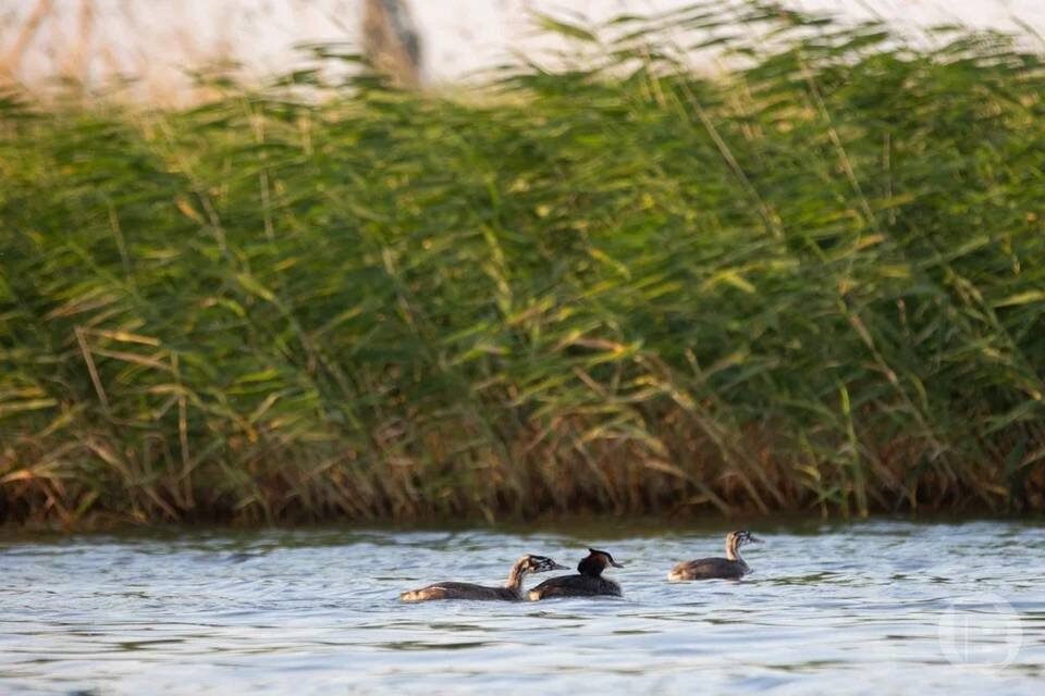    Фото: Данил Савченко / "Городские вести"