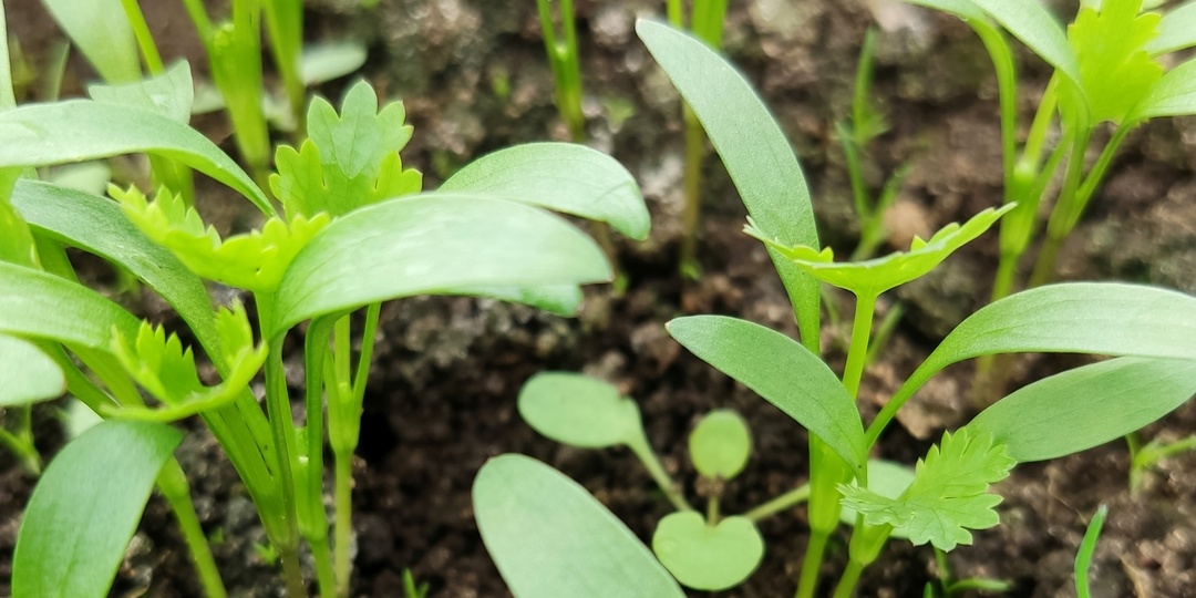 5 апреля. Всходы капусты. Уже есть что поесть в теплице!