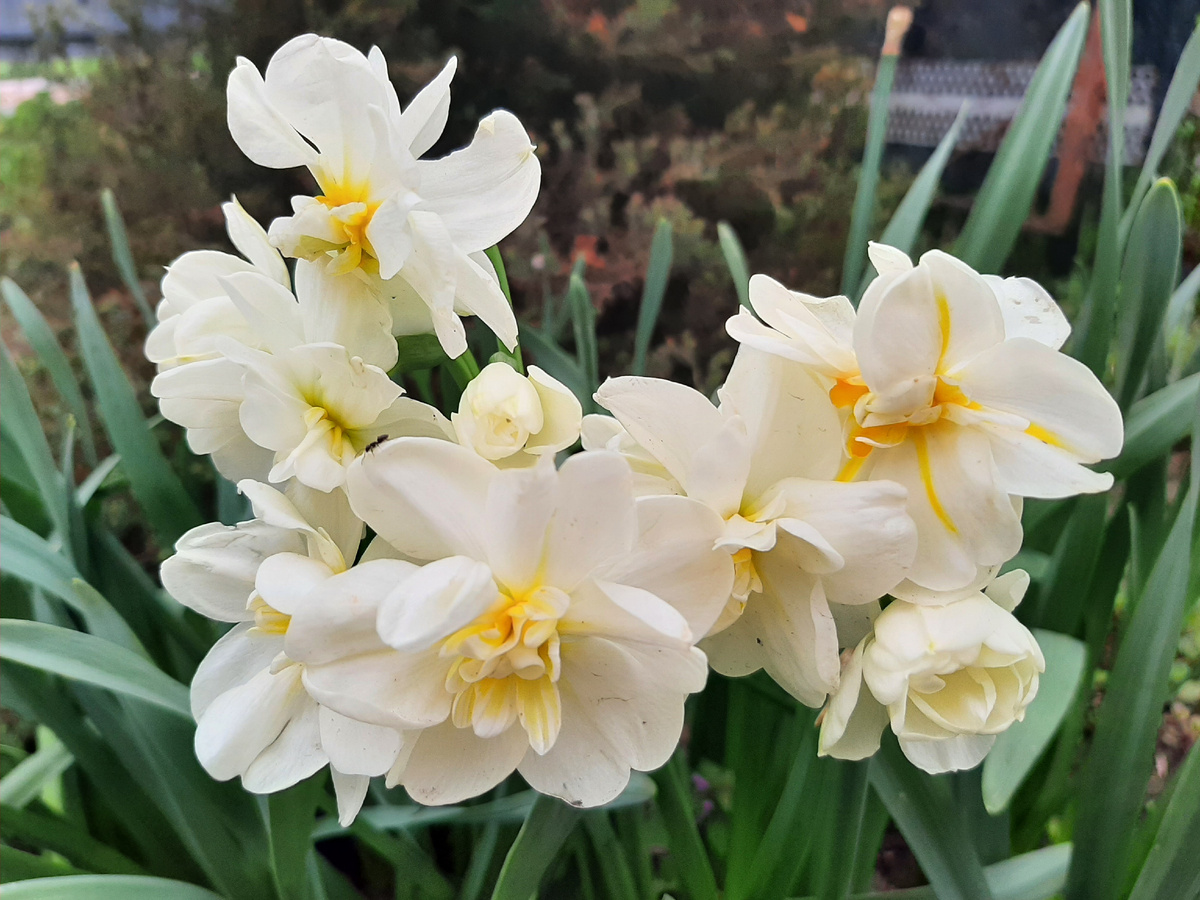 Нарцисс Sir Winston Churchill