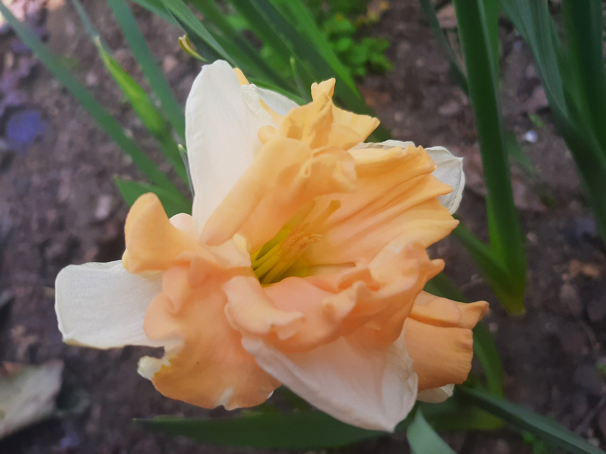 Нарцисс Apricot Whirl