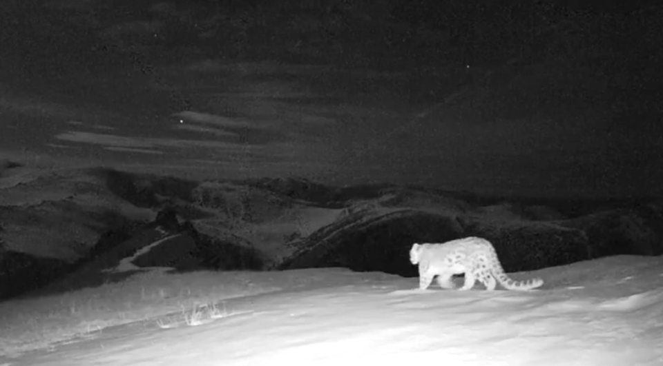    Ночной проход снежного барса. Источник: Пресс-служба Сайлюгемского национального парка