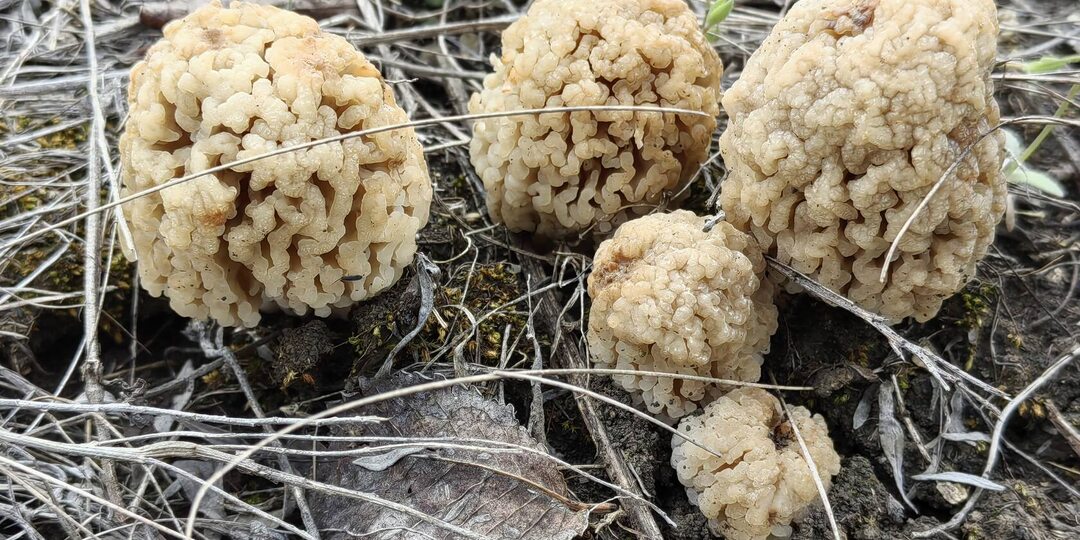 Как с грибами? (начало апреля). "Пробил час - не остановишь нас!"