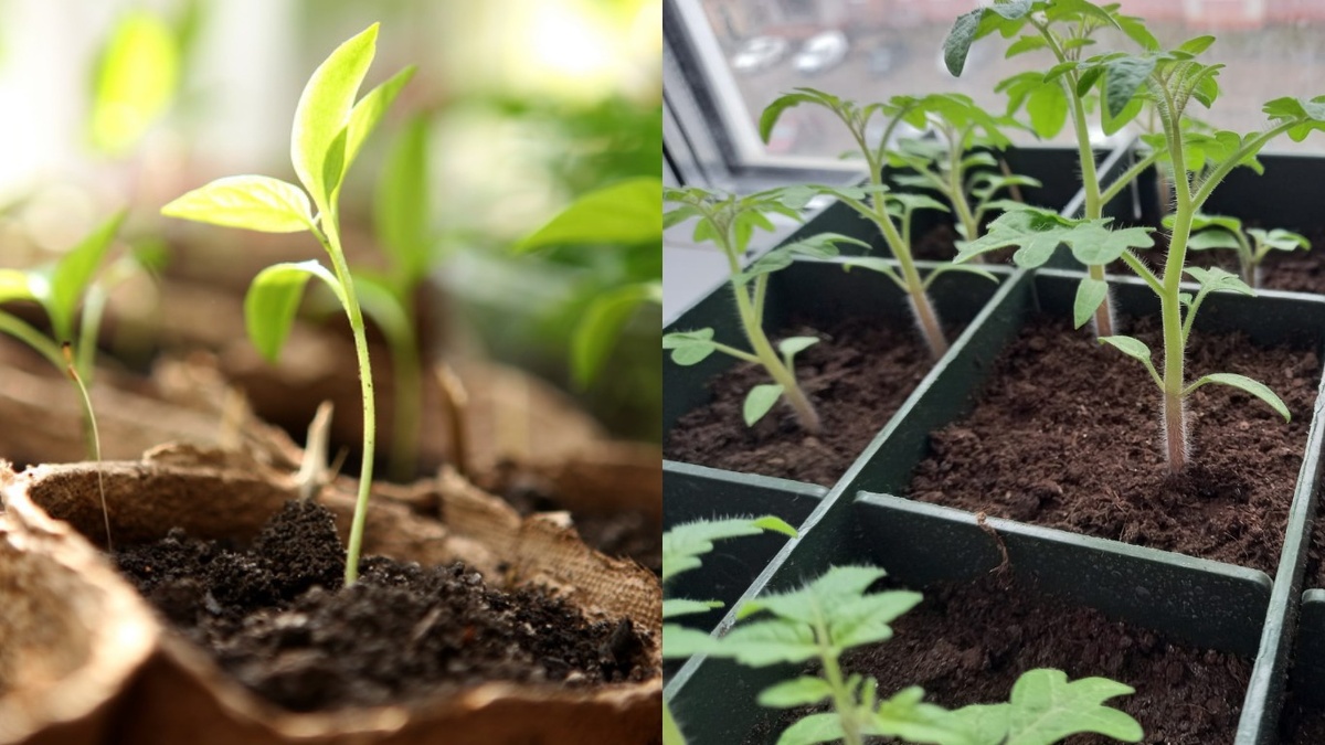 Разница в две недели