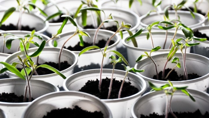 Простой тест: нормальный стебель пружинит под пальцами и не деформируется. Мягкий и вялый — сигнал к пересеву