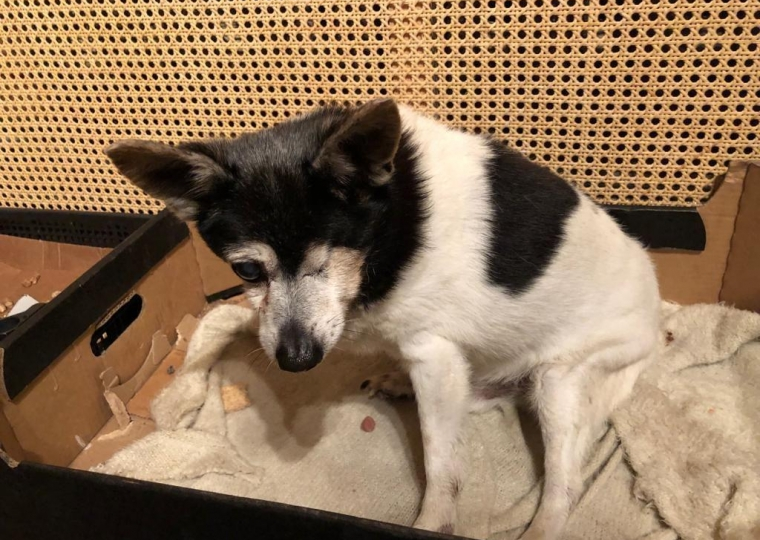 Как Степан Бонковский спас одноглазого пса, едва не замёрзшего в ледяной воде