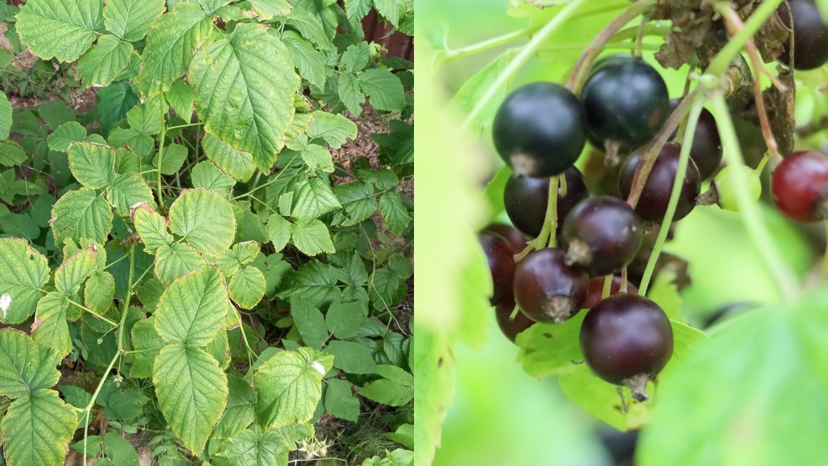 Разница между перекормленным кустом и тем, который получил правильное питание, видна сразу — по соотношению листвы и ягод