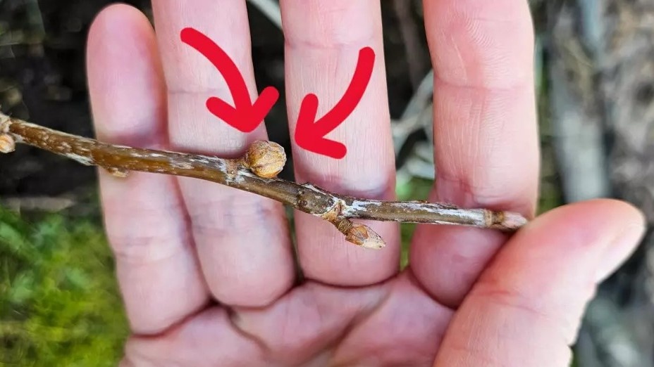 Здоровая почка вытянутая и плотная. Округлая вздутая — признак почкового клеща, такую ветку нужно убрать до любых подкормок