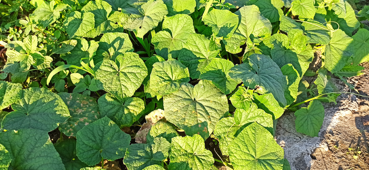 Огурчики скажут спасибо