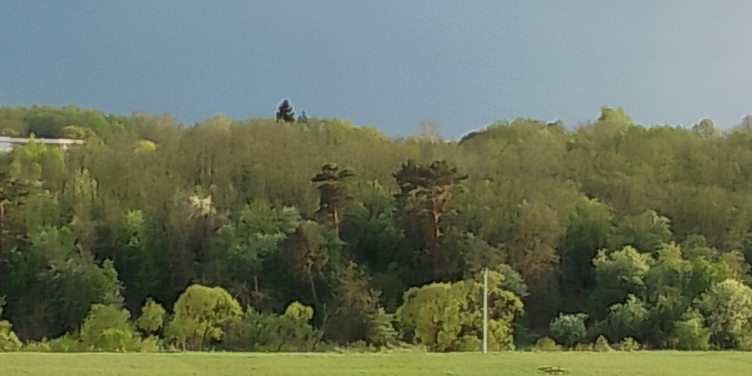 Весенний лес: место для прогулок и подвижных активностей