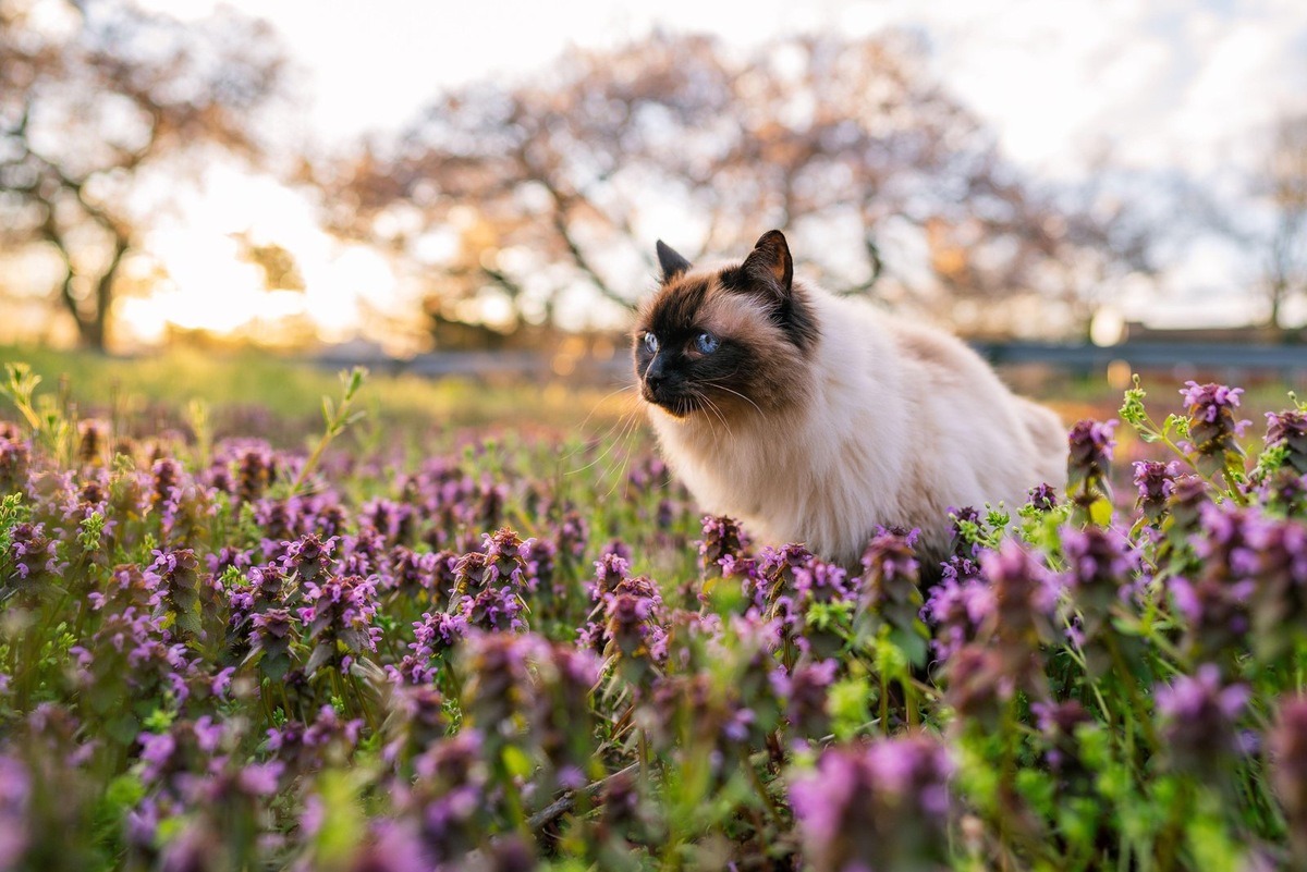    Микоплазму находят даже у здоровых животных, поэтому само наличие бактерии в организме кошки еще не говорит о ее болезни