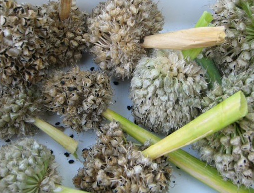 Семена чернушки