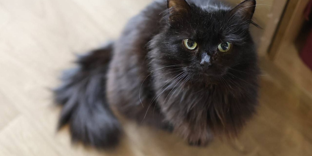 Черничка хочет жить. История кошки, у которой опухоль с половину тела