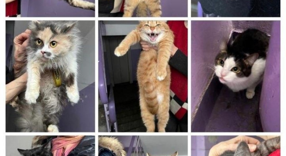 Многие истории начинаются очень просто