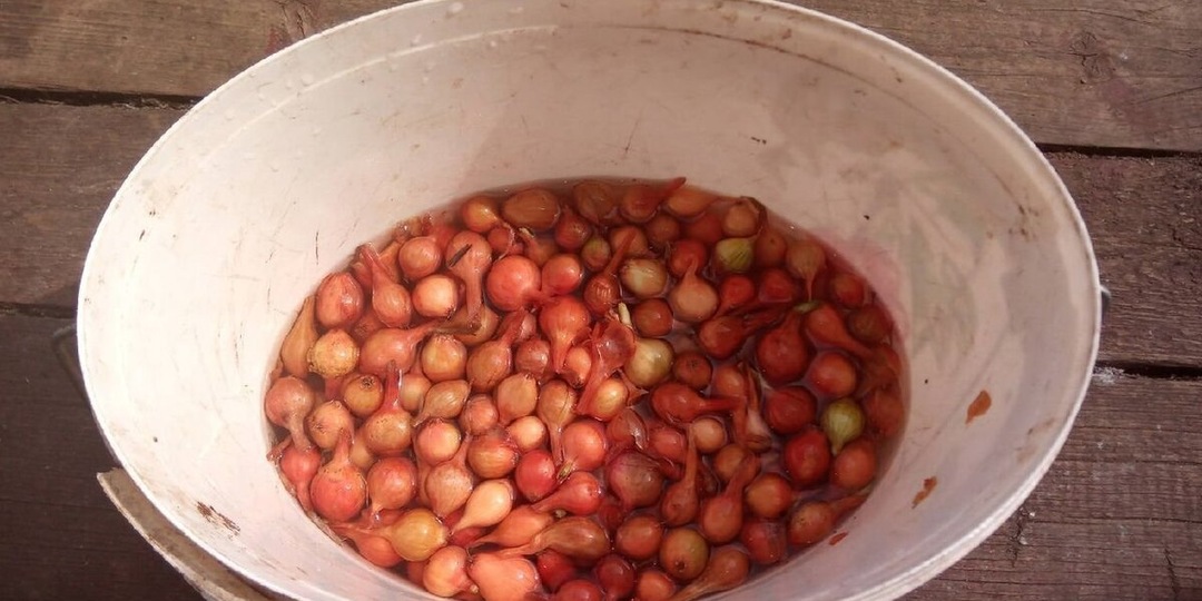 Проверенные временем составы для предпосадочной обработки лука-севка