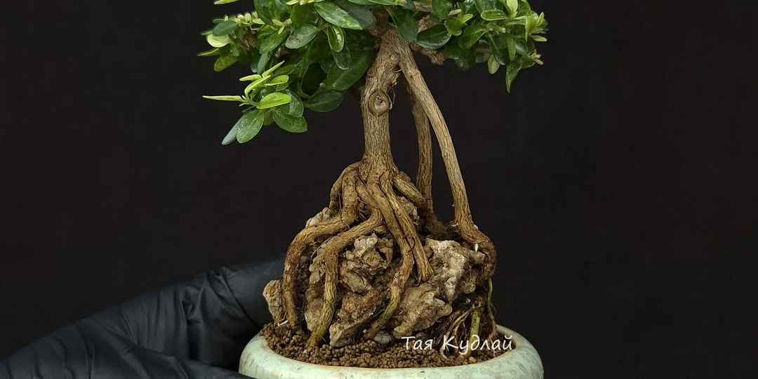 ФОДИ «интерьерный бонсай» : от древних традиций к современному искусству