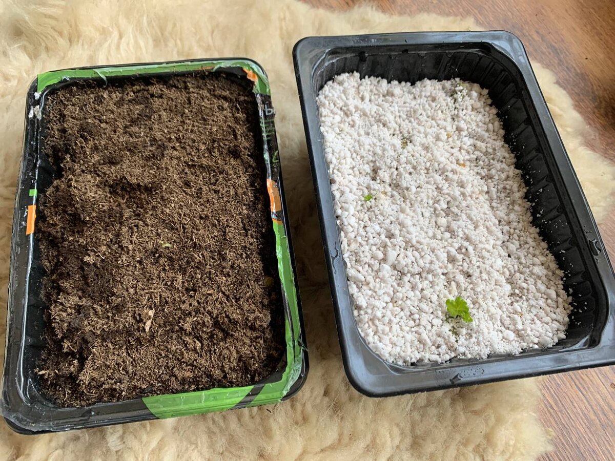 6 марта появился первый побег. Фото автора 