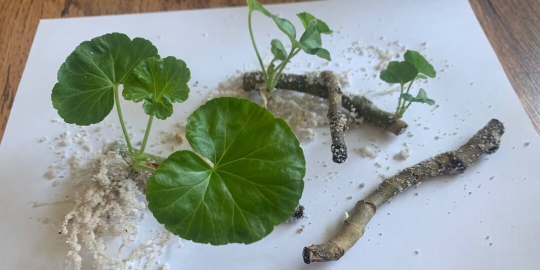 Старинный способ укоренения черенков пеларгоний лежа – показываю итоги