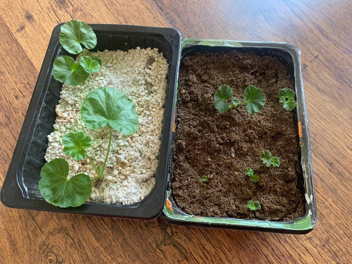 Результат укоренения пеларгоний лежачим способом, 6 апреля. Фото автора