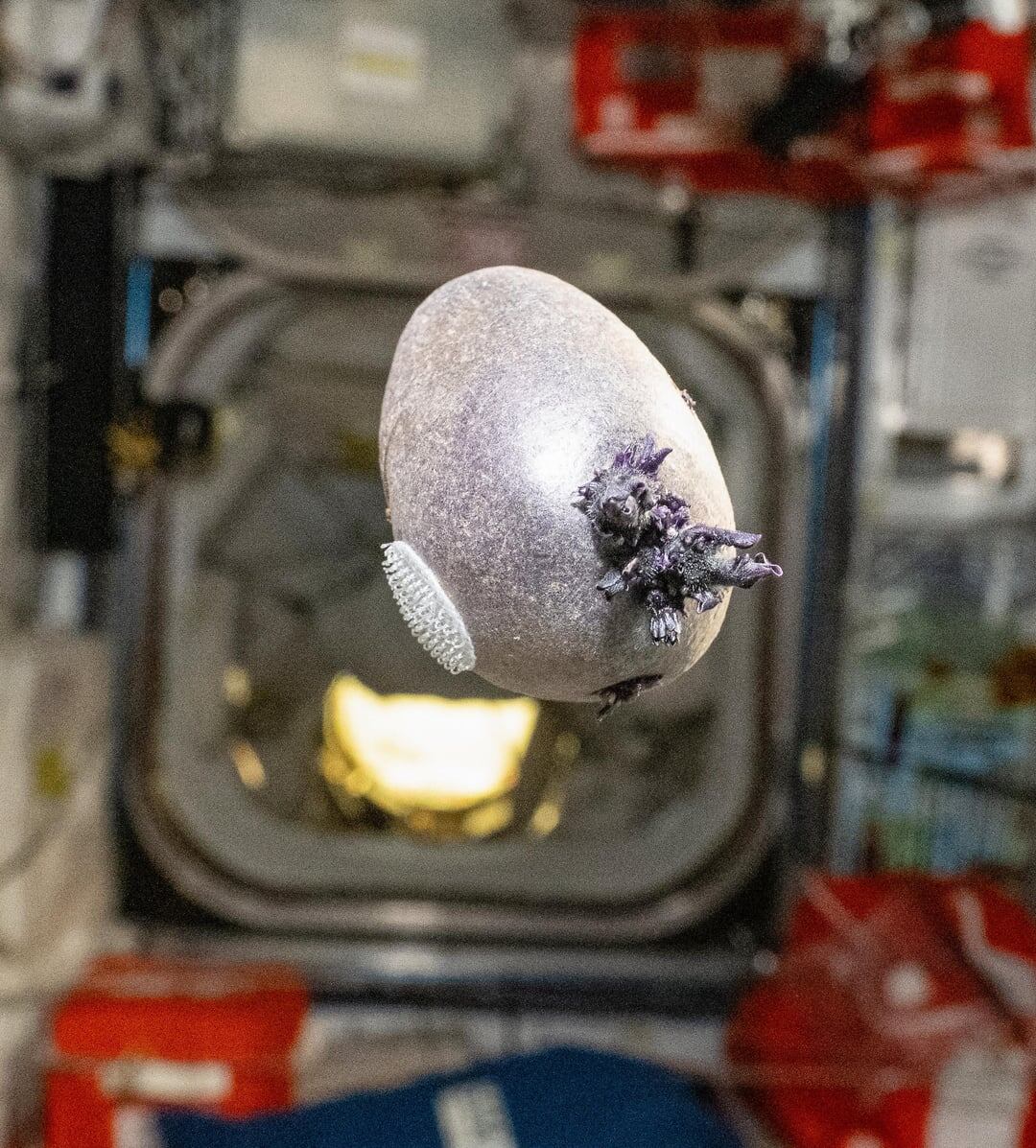 Фиолетовый картофель в модуле МКС. Фото: Дон Петтит/НАСА. Источник: https://www.reddit.com/user/astro_pettit/