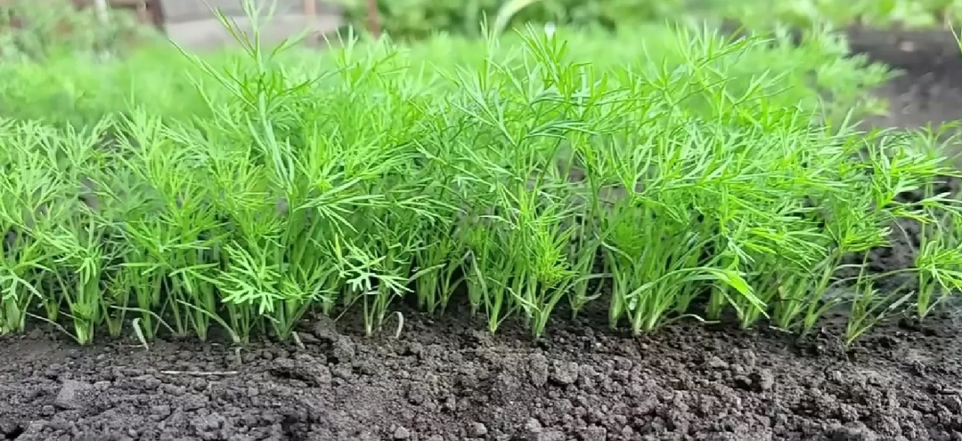 Укроп взойдет щеткой и весь сезон будет кудрявый, без зонтиков. Секрет моей бабушки
