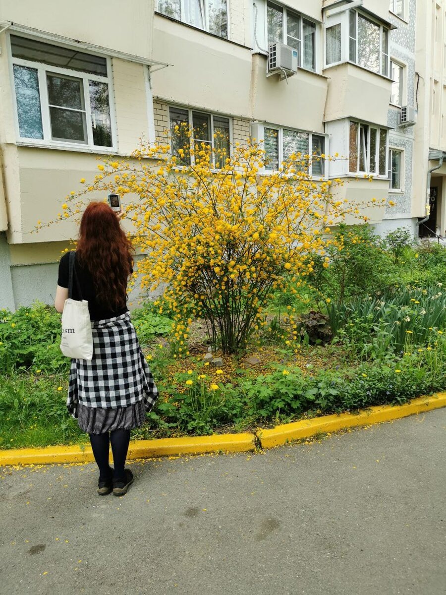 но и форзицию, которая у нас если и зацветает, то лишь в конце мая или самом начале июня!