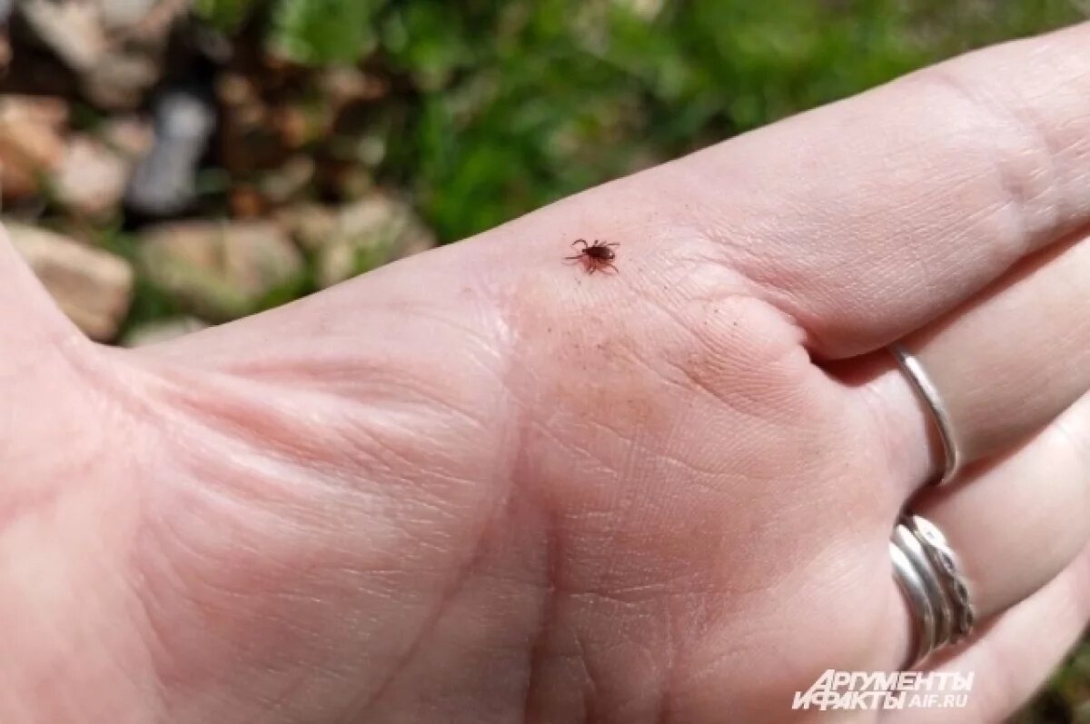    В Тульской области зафиксировали первые в этом году укусы клещей