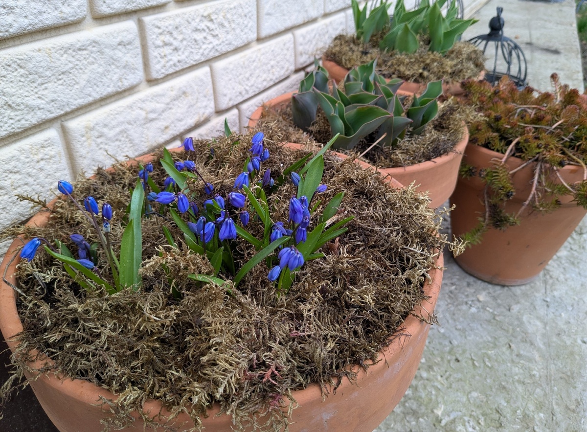 Весенний контейнерный сад