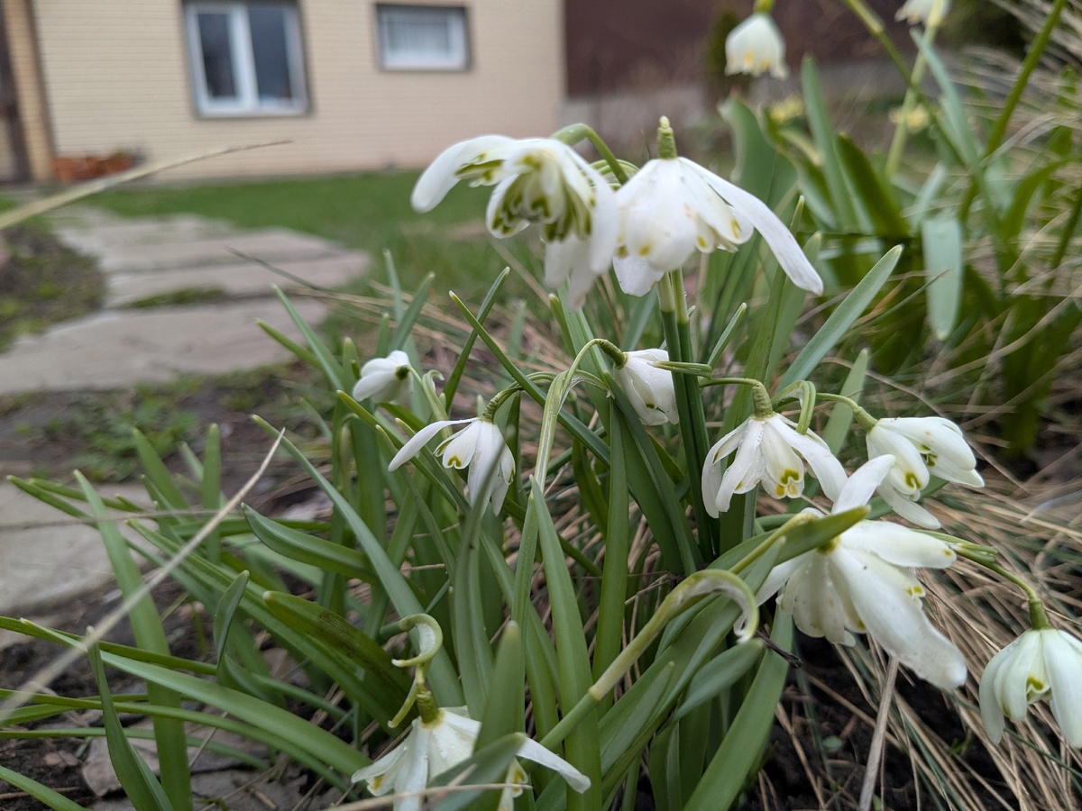 Махровые галантусы, которые зацвели только на четвертую весну после посадки