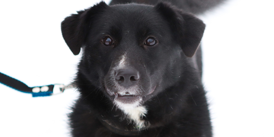 Кайла. Собака, которая уже выбрала вас. Просто вы пока об этом не знаете