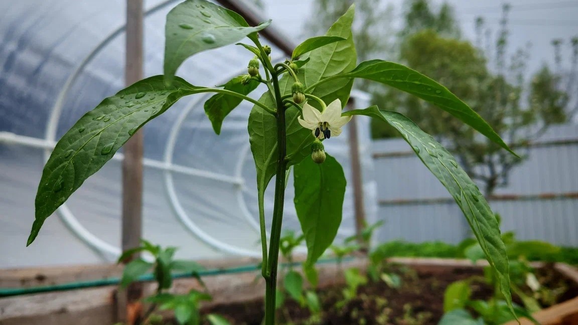 В период цветения пересыхание грунта даже на два дня — и часть цветов уже на земле