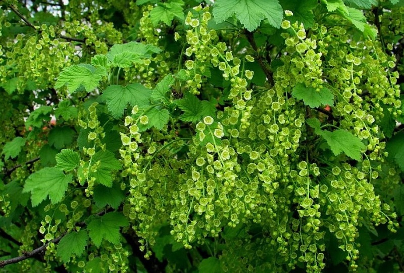 Смородина цветет — огневка не дремлет: как спасти ягоды от главного врага