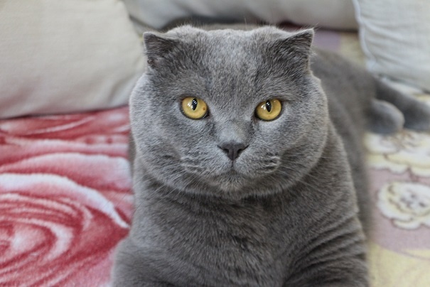    Фото из архива "РВ" Василий Шеин