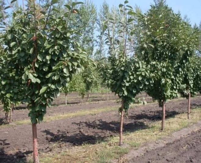 Фото деревьев вишни 