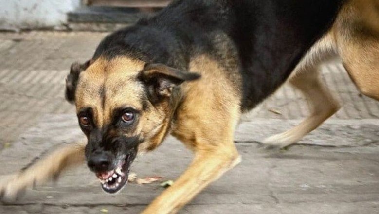 «Собаки атакуют всё чаще: почему по всей стране люди боятся выйти на улицу и как спастись»