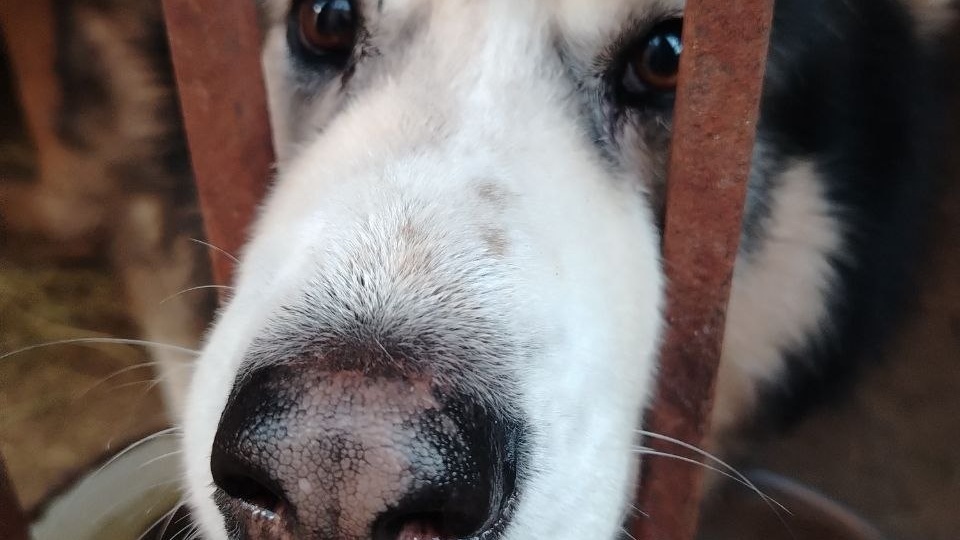 Приюту очень нужны корма 🙏