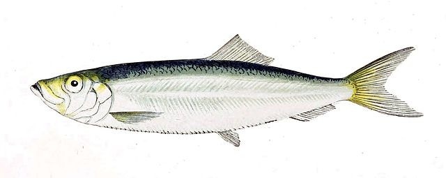 Gervais et Boulart, Public domain, via Wikimedia Commons