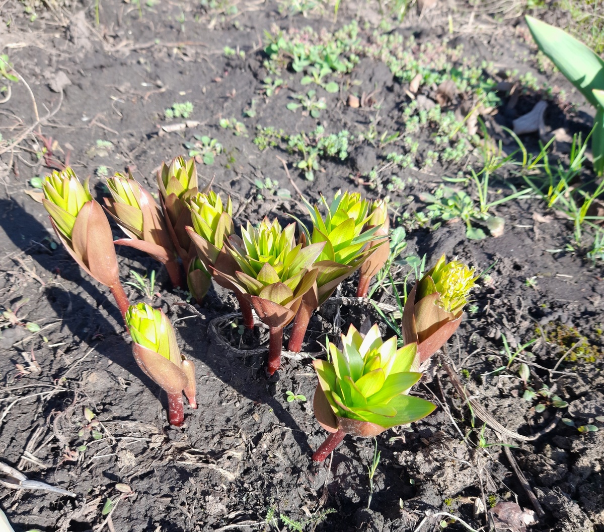 Рябчики радуют: вегетируют не по дням, а по часам
