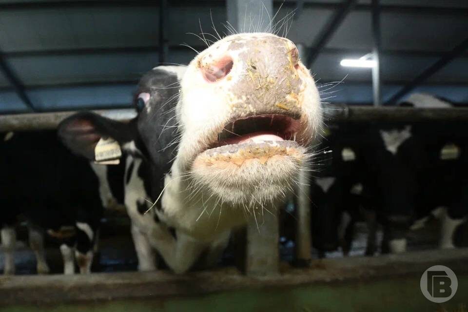    Фото: Дмитрий Рогулин / "Городские вести"