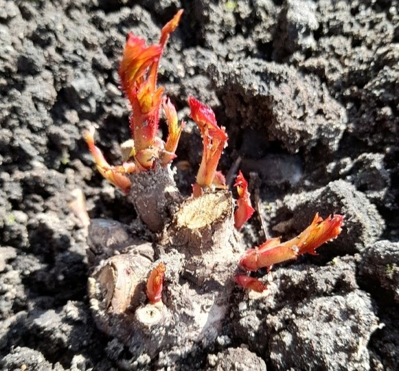 Когда розе требуется реанимация, то я делаю так.