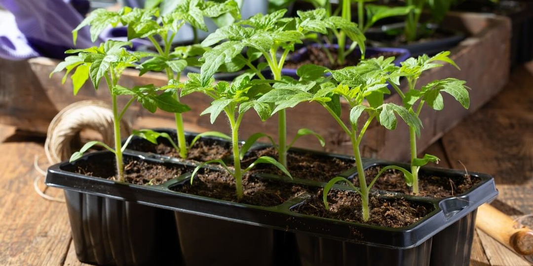 Исправила очень тонкую рассаду томатов за 10 дней. Делюсь секретом