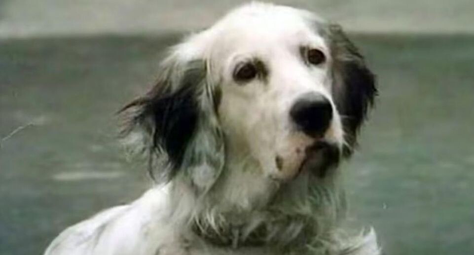    кадр из фильма «Белый Бим Черное ухо». Режиссер С. Ростоцкий. 1977 год