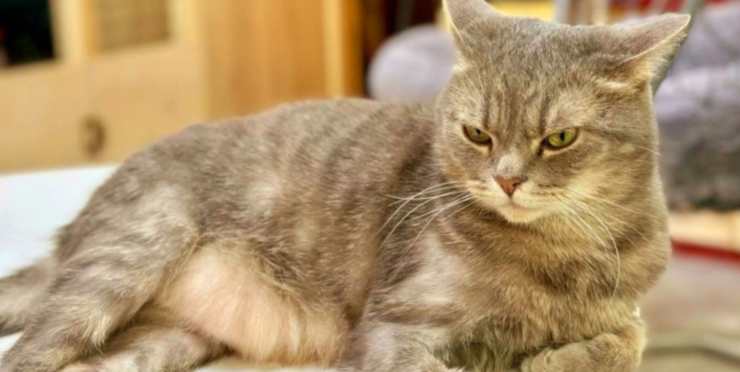 В Wb теперь можно купить котам подарок даже по копеечке собрать)))