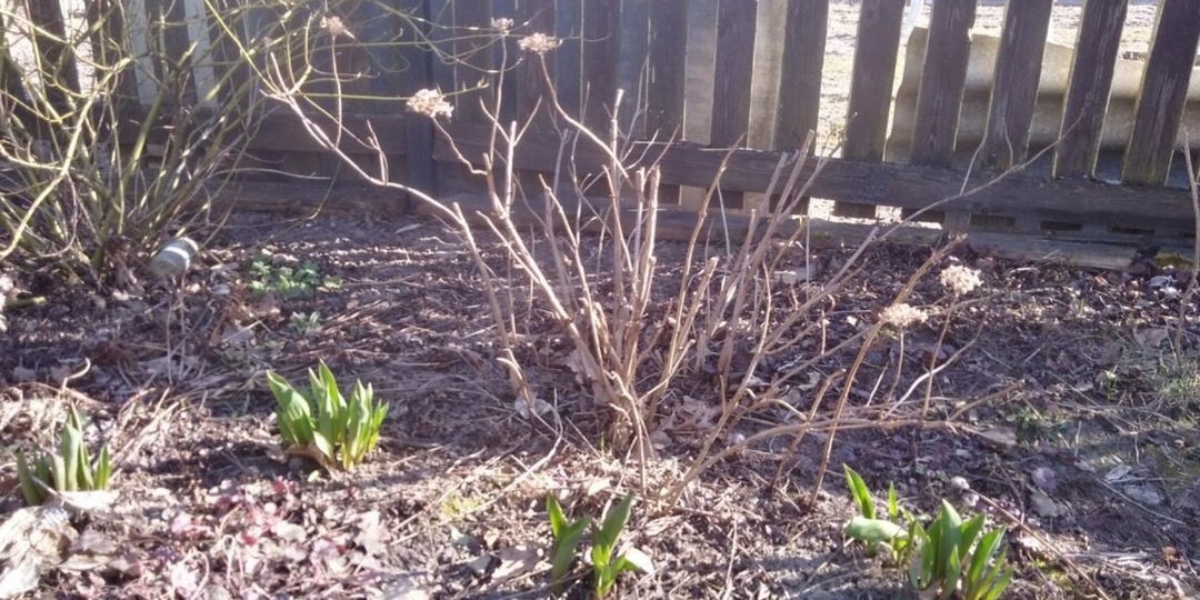 Весенняя подкормка гортензии: 4 шага и реальные дозировки. Цветение пошло на 3-й год после посадки