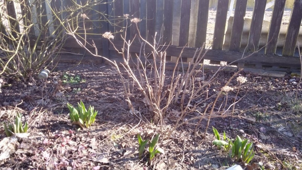 Почки только просыпаются — значит, с подкормкой еще рано. Жду, пока почва оттает на штык лопаты